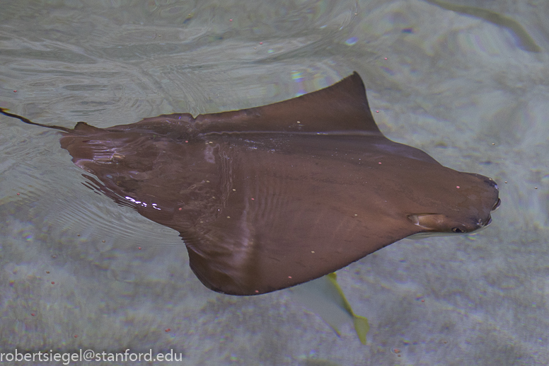 California Academy of Science 2016